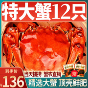 活蟹12只大闸蟹鲜活特大公母湖蟹海鲜水产河蟹，毛蟹六月黄螃蟹(黄螃蟹)
