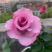 超迪奥香水月季大花浓香庭院阳台盆栽四季开花