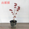 盆栽好养小盆景素材日本进口红枫，出猩猩小绿植树苗植物室内外绿植