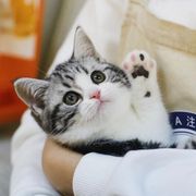 美短加白幼猫起司猫泡芙幼崽纯种美国短毛猫宠物猫可爱活体