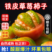 丹东草莓柿子口感番茄绿腚碱地油柿子新鲜铁皮西红柿自然熟包