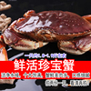 鲜活珍宝蟹新鲜大螃蟹黄金蟹1只约1.8-1.9斤海鲜水产拍2份1只