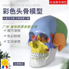 头颅骨头骨教学仿真颅骨模型骷髅头模型功能分区彩色头颅着色头骨