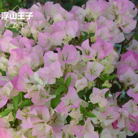 浮山王子三角梅，绿叶盆喜阳，爬藤樱花