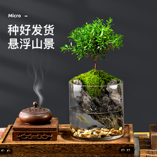 小叶赤楠九里香生态瓶苔藓创意微景观办公室桌面盆栽青苔造景绿植