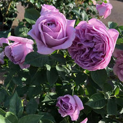 蓝色风暴花苗带花苞四季浓香玫瑰蔷薇，大花易栽种(易栽种)好活欧月阳台庭院