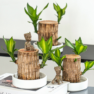 巴西木水培植物幸运木桌面绿植盆栽水养办公室室内迷你小盆栽好养