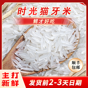 猫牙米长粒香米大米2023年新米丝苗米籼米油粘米煲仔饭专用米10斤