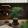 文竹盆栽植物室内客厅中式禅意小盆景好养绿植办公室摆件创意花卉