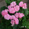 韩版玫瑰小姐 直立天竺葵花苗矮生重瓣花球对版洋绣球品种