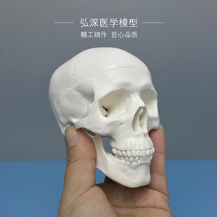 骷髅模型人体头颅骨骼迷你头骨可拆卸美术，素描道具医学生教学模具