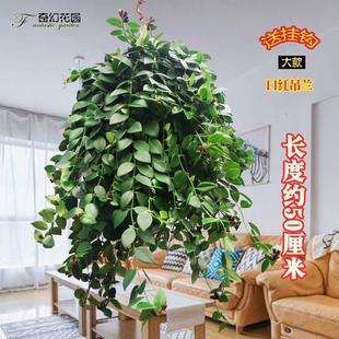 青岛口红吊兰盆栽垂吊植物开花花卉绿植枝长50厘米买就送挂钩