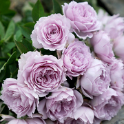 空蒙月季花苗开花特大花浓香紫色蓝玫瑰室内阳台四季盆栽花卉植物