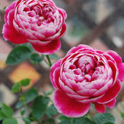 日本玛丽四季开花玫瑰花苗室内外阳台花园浓香月季花卉绿植盆栽苗