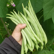 四季豆种孑大全免搭架无架九粒白豆角种籽秋豇豆种籽春夏蔬菜种子