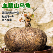 山乌龟爬藤植物血藤多肉水培红藤金不换阳台办公室庭院千金藤盆栽