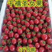 正宗千禧5斤超甜小番茄圣女果水果新鲜食用蔬菜农家特产孕妇