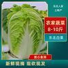 东北大白菜新鲜蔬菜小白菜腌酸菜大叶青菜整棵自种鲜砍现发