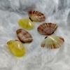 天然彩色贝壳 樱桃贝整只两面 稀有标本收藏相框diy材料