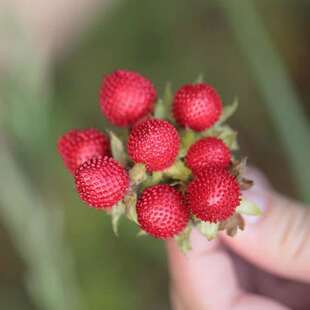 蛇莓种子红色野草莓四季易种阳台园艺花种子观果花籽特色蔬果种籽