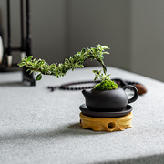 六月雪悬崖创意紫砂西施茶壶盆栽造型盆景迷你小绿植茶桌生日礼物
