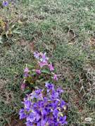花草紫花地丁种子耐寒被耐阴多年生花种，四季花籽花地丁紫花矮生