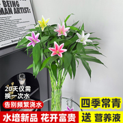 富贵竹水培植物水养客带根厅招财节节高绿植盆栽花卉植物室内绿箩