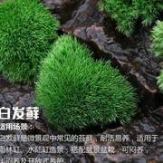 短绒苔藓微景观植物材料朵朵鲜活青苔藓水陆雨林缸造盆景蒲面草皮