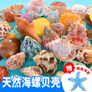 天然贝壳鱼缸，造景小海螺海星装饰摆件