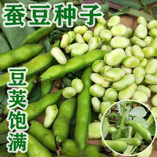 蚕豆种子胡豆籽蔬菜种，子兰花豆七星蚕豆种子，农家田豆春秋早熟种孑