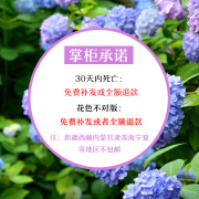 八仙球四季开不断花无尽夏绣球(夏绣球)花苗，盆栽花卉绿植物室内外阳台庭院