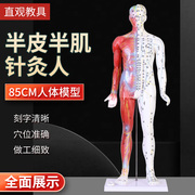 80cm刻字超清晰男性人体，经络模型中医铜人，针灸穴位带肌肉解剖