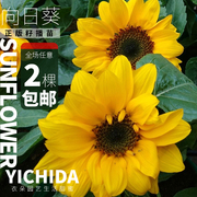 yichida正版进口籽播向日葵，苗穴盘小苗向日葵矮生多头，多分支迷