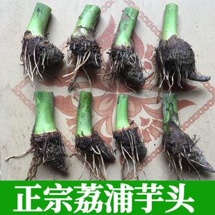 正宗广西桂林荔浦大芋头子仔槟榔芋紫藤香芋现挖新鲜蔬菜自家种植