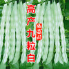 四季豆架豆种孑超级九粒白芸豆，扁豆角春季秋季四季播种蔬菜种籽子