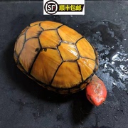 麦龟龟乌龟红面蛋龟苗红脸蛋龟观赏龟深水乌龟泥龟水龟乌龟观赏龟