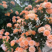 甜梦月季花苗盆栽 带花苞 四季开花 浓香 阳台庭院爬墙花卉植物