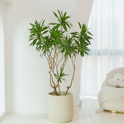 金心百合竹盆栽老桩简约造型好养室内大型客厅绿植轻奢阳台植物