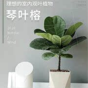 琴叶榕盆栽室内大叶植物，客厅办公室绿植好养活北欧花卉四季吸甲醛