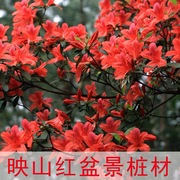 映山红杜鹃花盆景老桩室内客厅庭院花卉绿植盆栽植物除甲醛阳台