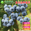 北高品种蓝莓树苗 苔藓苗7-15厘米 木木蓝莓苗 多个品种 种
