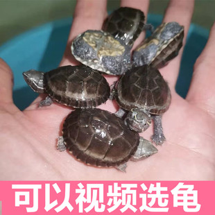 剃龟麝香龟苗入门蛋龟深水龟小乌龟活体物，公母麝香红面蛋龟