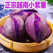 越南小紫薯5斤现挖小番薯地瓜紫薯新鲜农家自种新鲜珍珠板栗红薯
