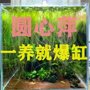 圆心萍水培水生植物花卉绿植，龟鱼虾缸微景观，净化水质鱼缸装饰水草