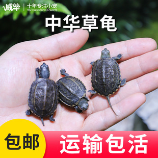 中华草龟活体小乌龟活物外塘，长寿龟宠物，观赏龟水金线龟墨龟草龟苗