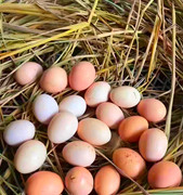 千岛湖农村土鸡蛋散养新鲜农家，草鸡蛋自家鸡蛋孕妇月子蛋50枚