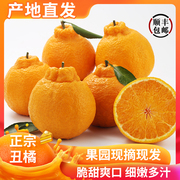 四川不知火丑橘10斤特产水果新鲜整箱当季桔子丑八怪粑粑丑柑橘子