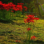 花卉彼岸花种子曼珠沙华盆栽彼岸，花种球石蒜花，室内四季种花卉