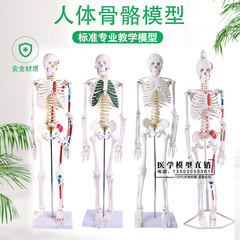 人体骨骼模型人体小白骷髅