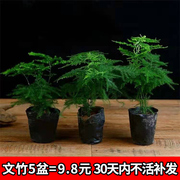 文竹盆栽植物办公室内摆件，水养水培绿植小盆景，造型创意大文竹花苗